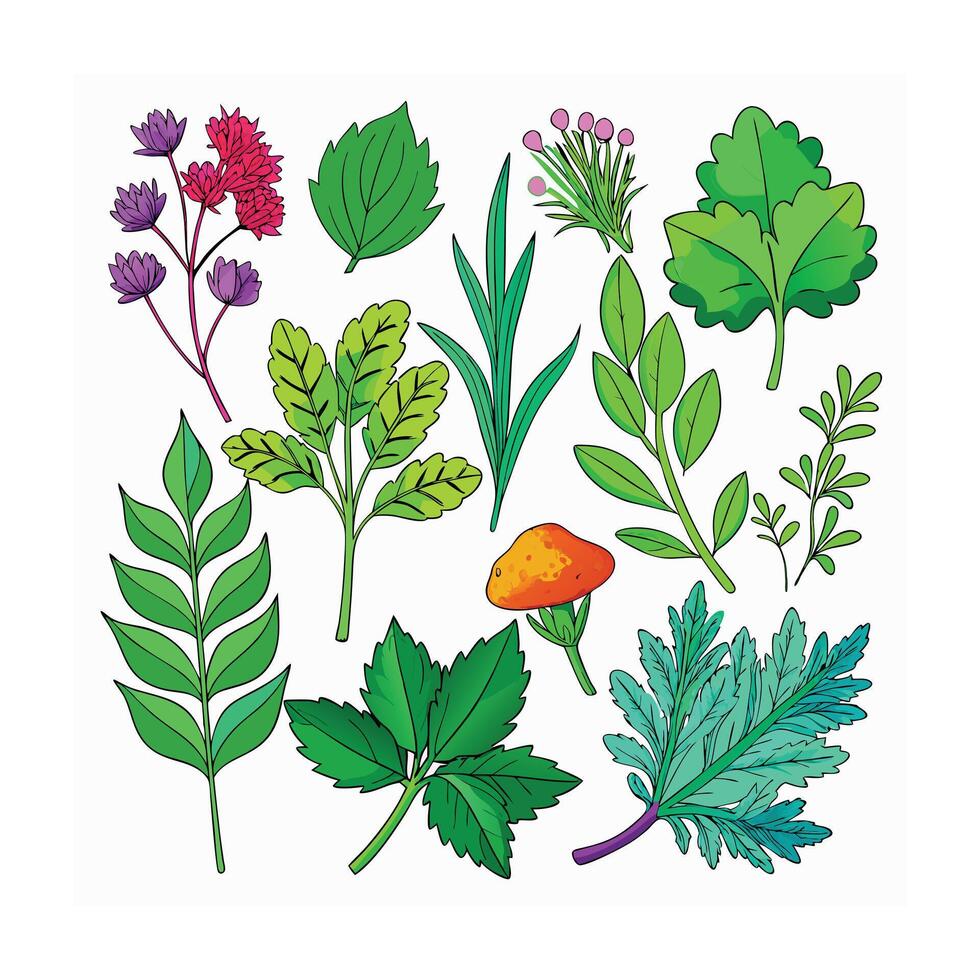 Realistic Beautiful Herbs Illustration vector