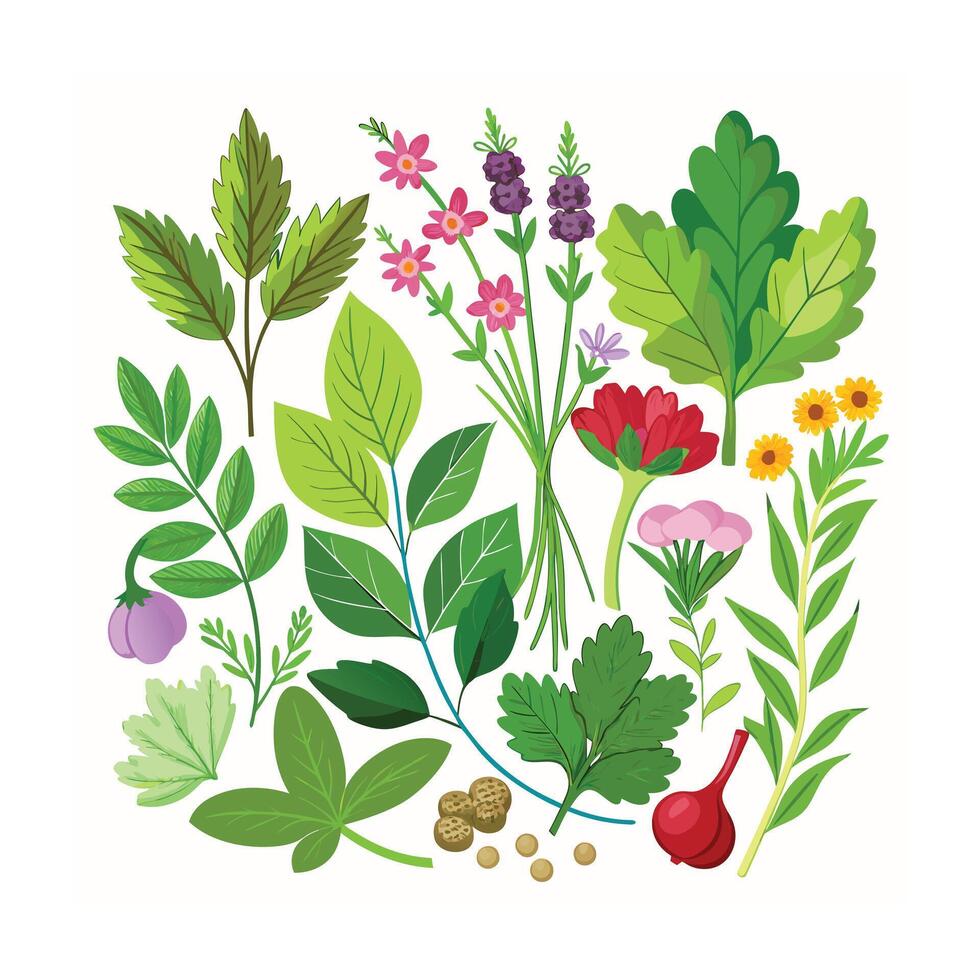Realistic Beautiful Herbs Illustration vector