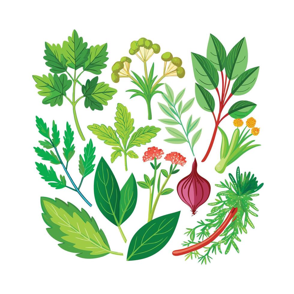 Realistic Beautiful Herbs Illustration vector
