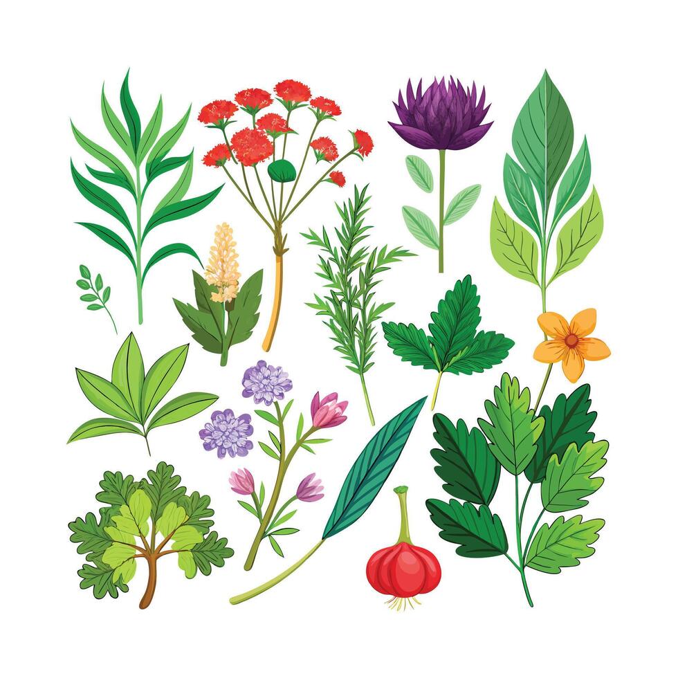 Realistic Beautiful Herbs Illustration vector