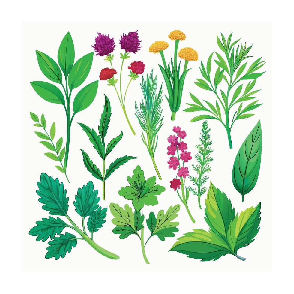 Realistic Beautiful Herbs Illustration vector