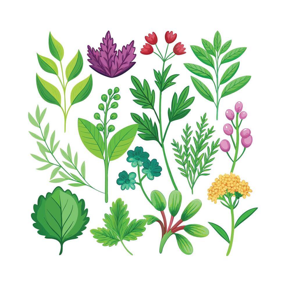 Realistic Beautiful Herbs Illustration vector