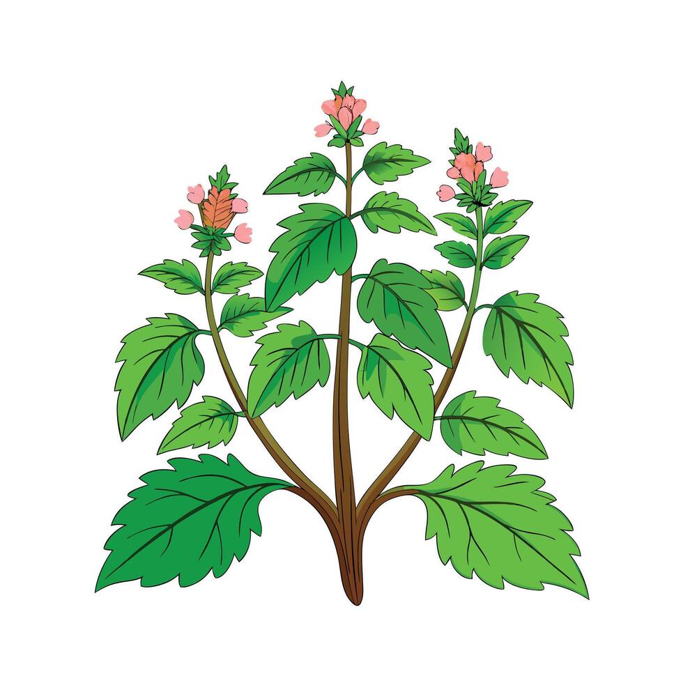 Realistic Beautiful Herbs Illustration vector