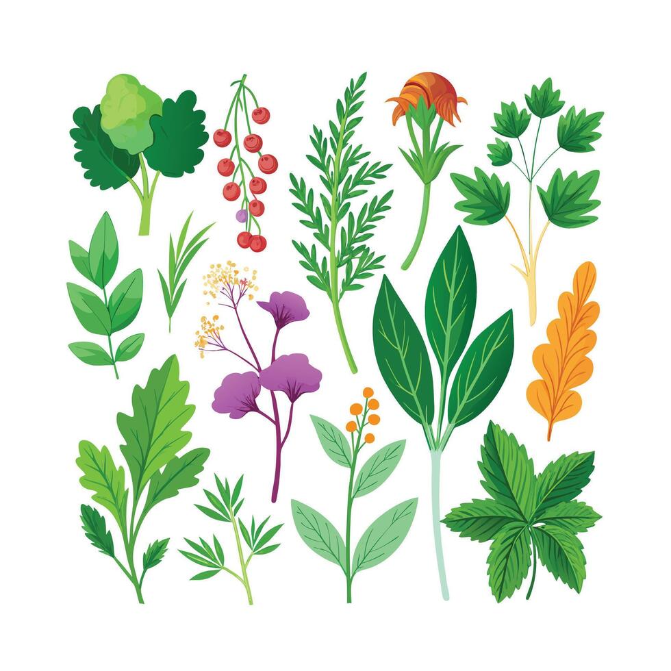 Realistic Beautiful Herbs Illustration vector