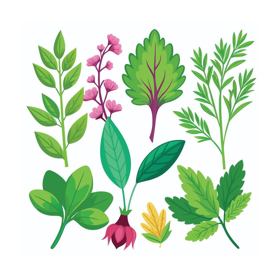 Realistic Beautiful Herbs Illustration vector