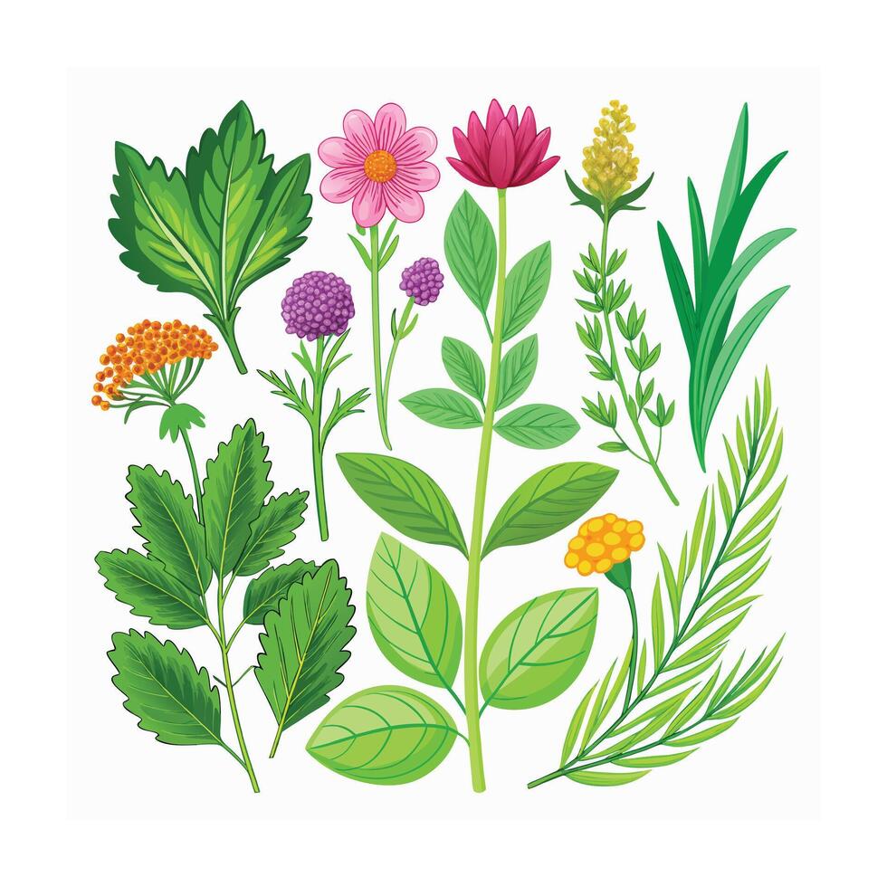 Realistic Beautiful Herbs Illustration vector