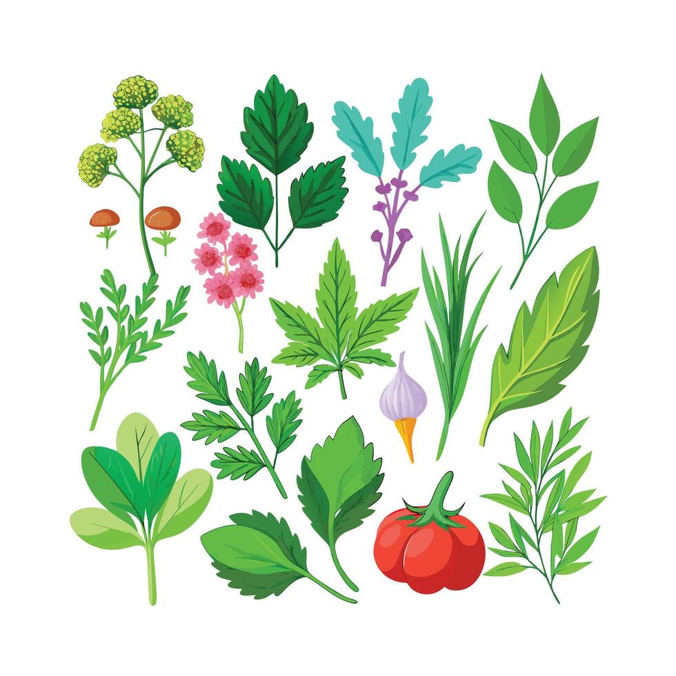 Realistic Beautiful Herbs Illustration vector