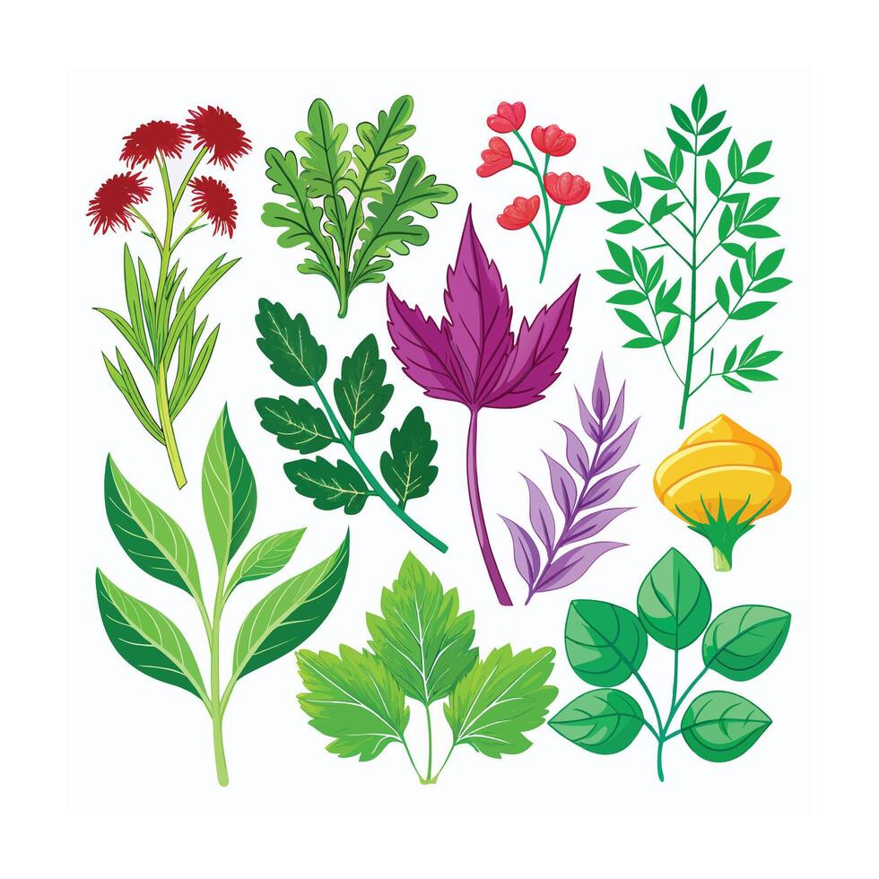 Realistic Beautiful Herbs Illustration vector