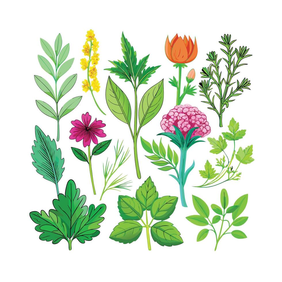 Realistic Beautiful Herbs Illustration vector
