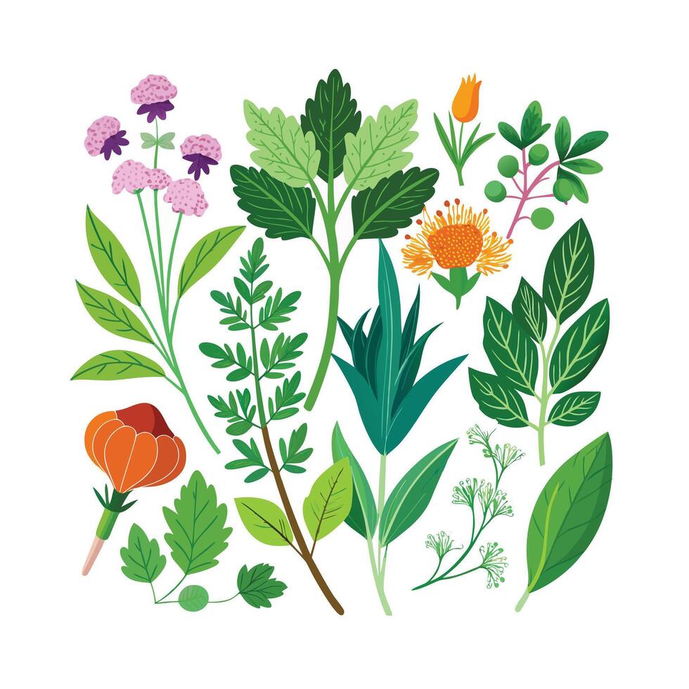Realistic Beautiful Herbs Illustration vector
