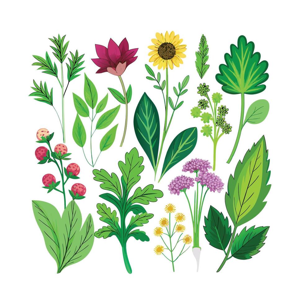 Realistic Beautiful Herbs Illustration vector
