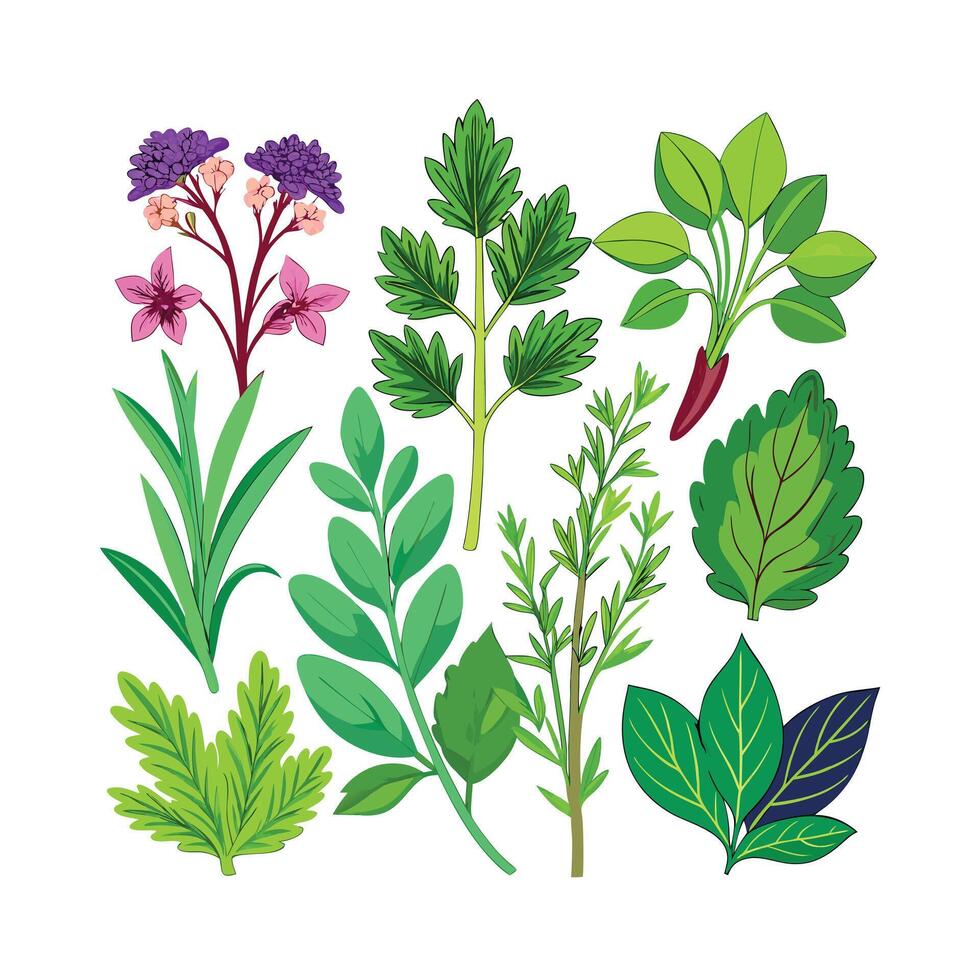 Realistic Beautiful Herbs Illustration vector