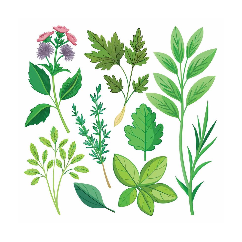 Realistic Beautiful Herbs Illustration vector