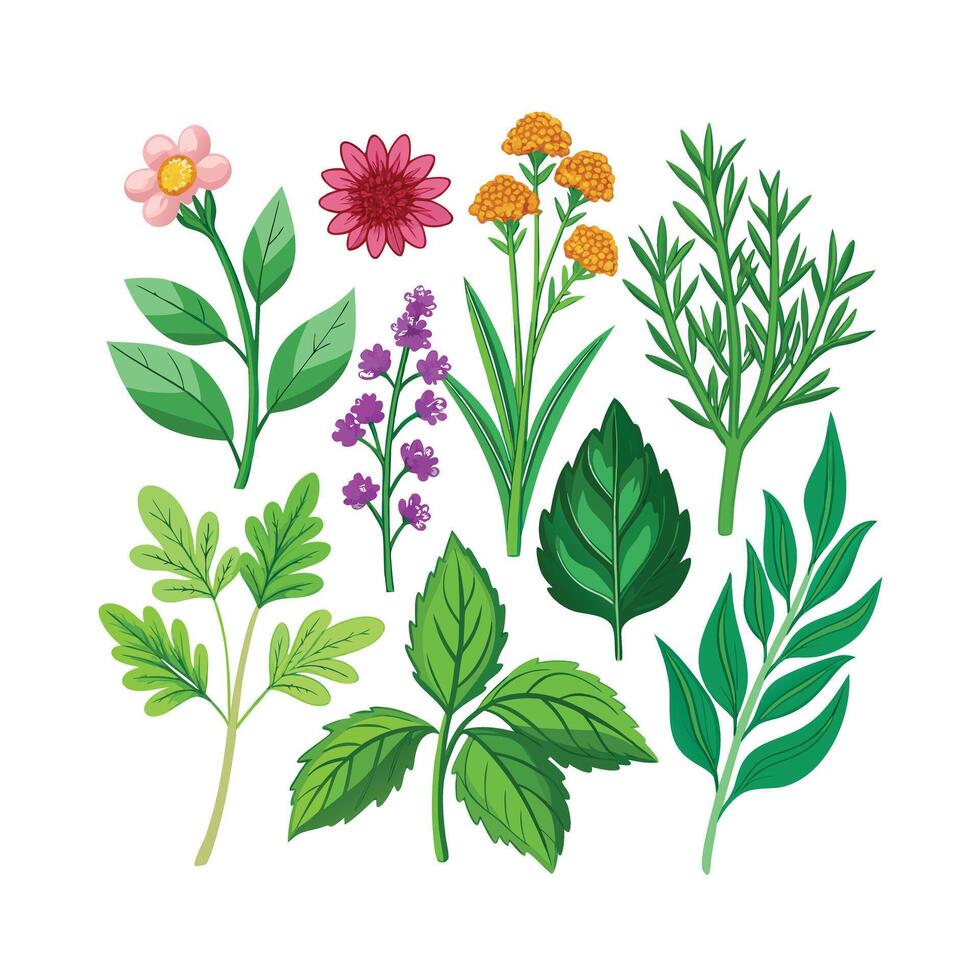 Realistic Beautiful Herbs Illustration vector