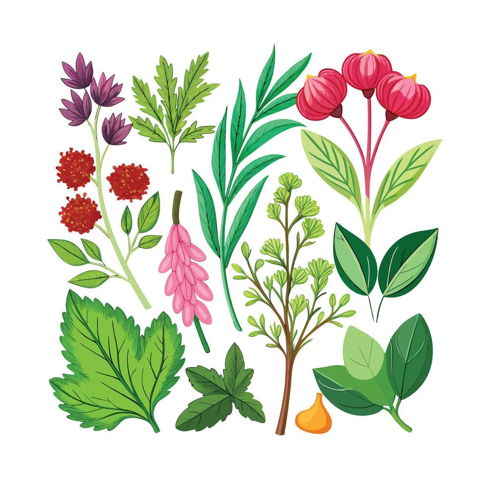 Realistic Beautiful Herbs Illustration vector