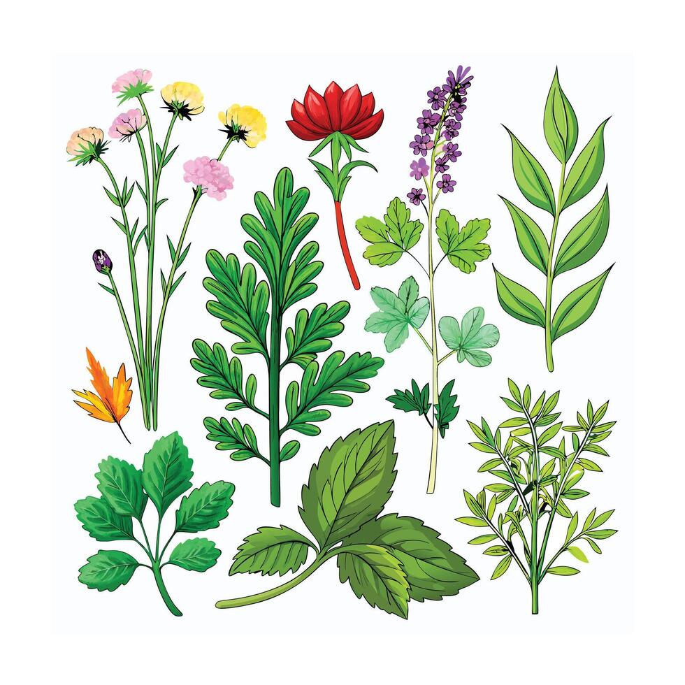 Realistic Beautiful Herbs Illustration vector