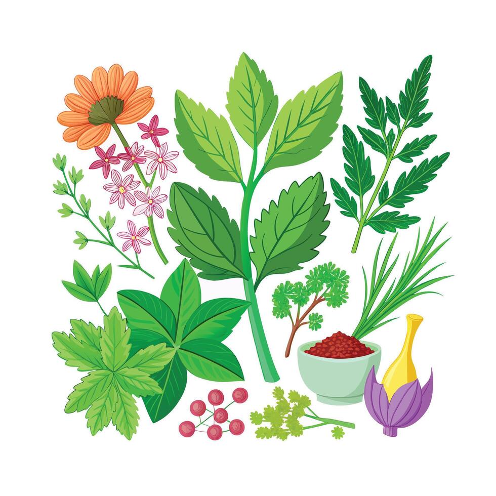 Realistic Beautiful Herbs Illustration vector