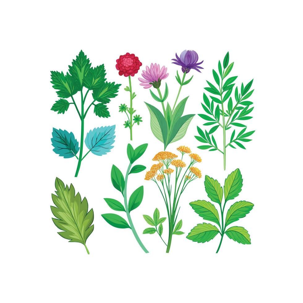 Realistic Beautiful Herbs Illustration vector