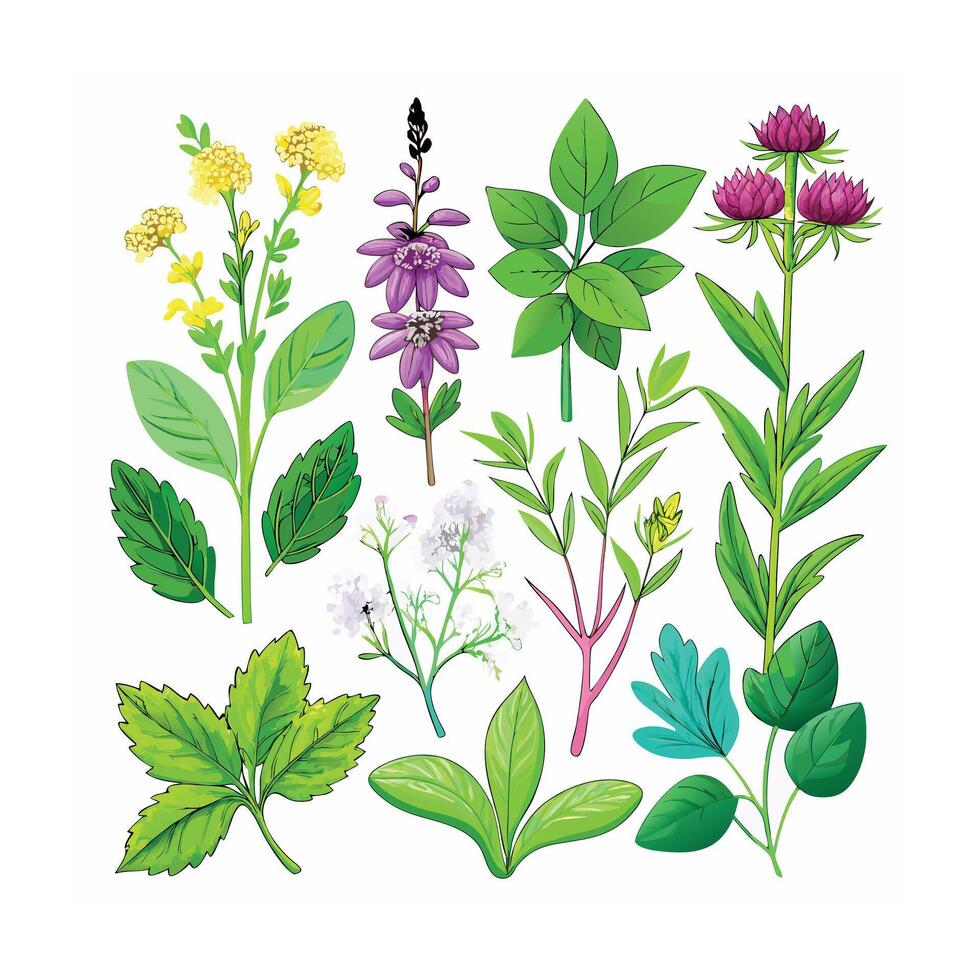 Realistic Beautiful Herbs Illustration vector
