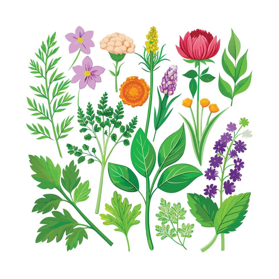 Realistic Beautiful Herbs Illustration vector