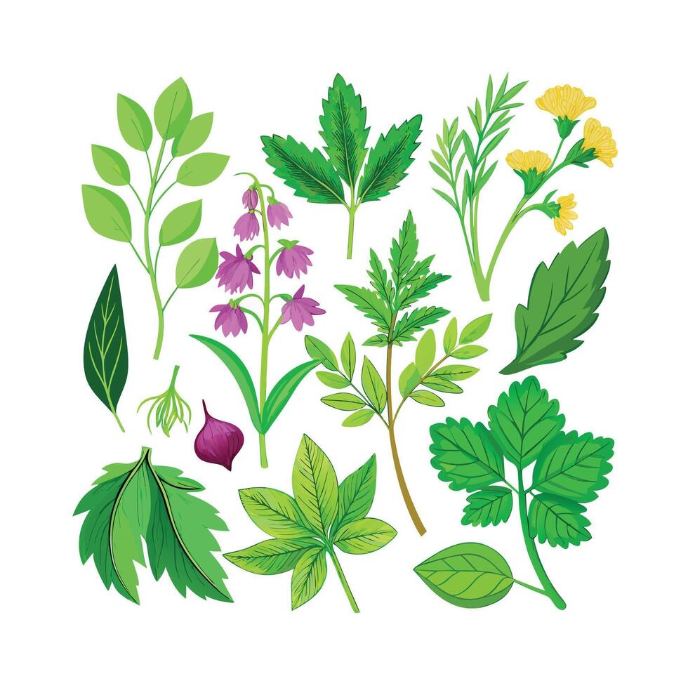 Realistic Beautiful Herbs Illustration vector