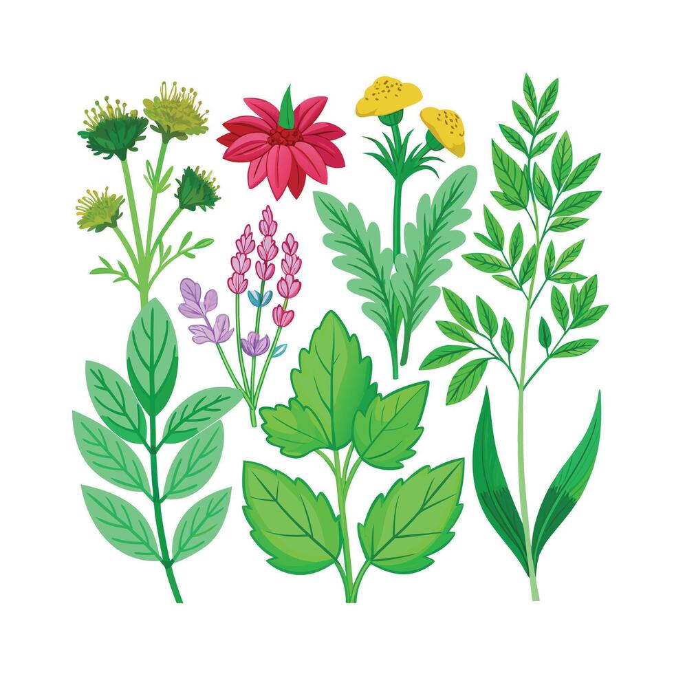Realistic Beautiful Herbs Illustration vector