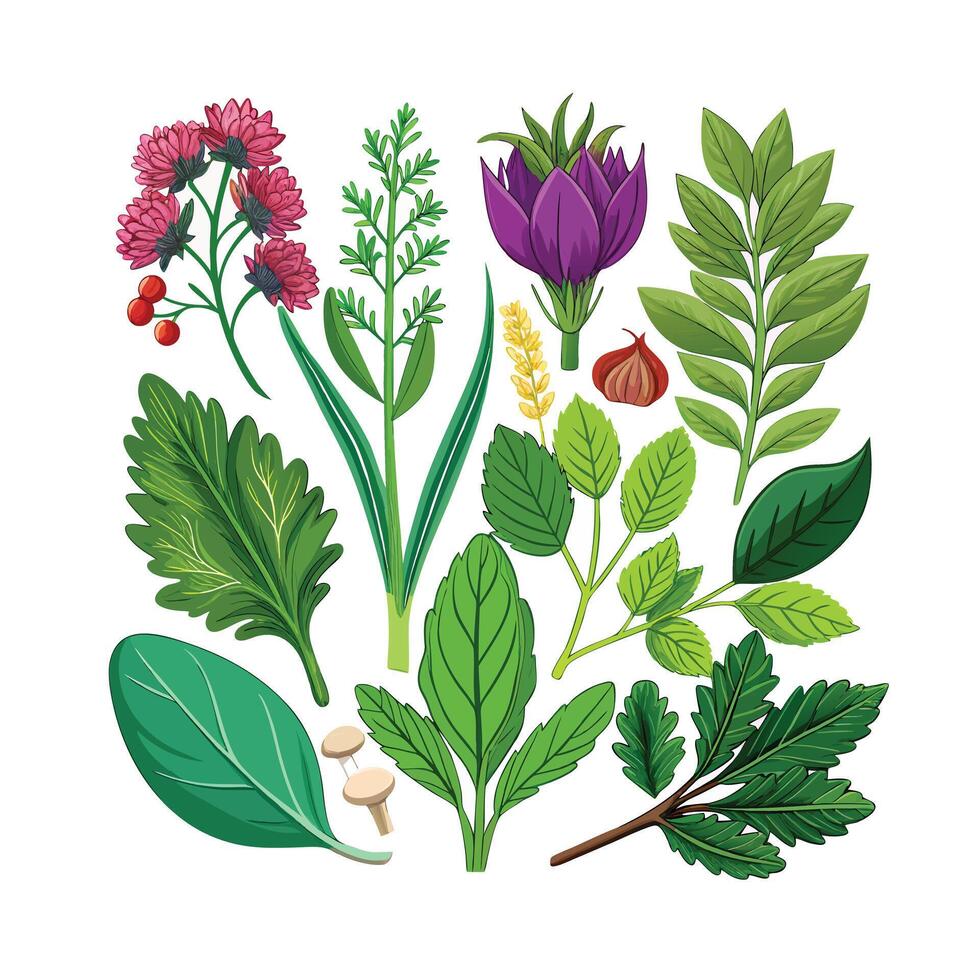 Realistic Beautiful Herbs Illustration vector