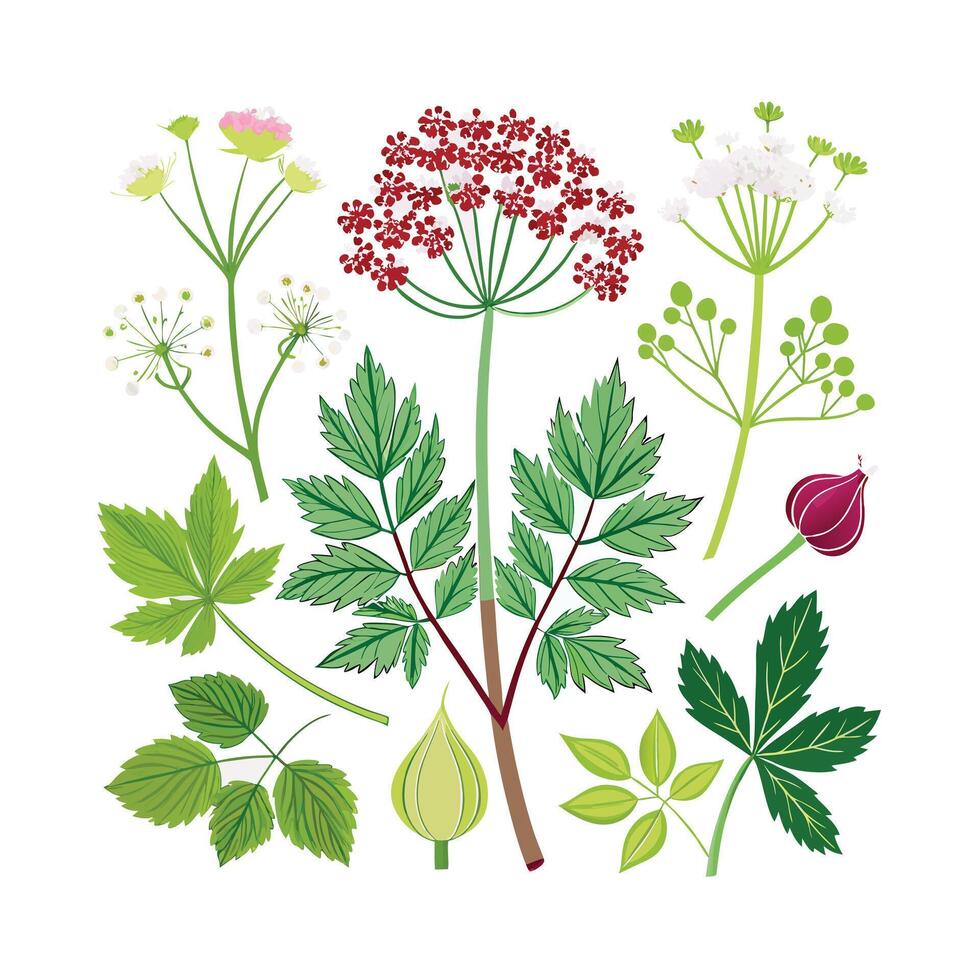 Realistic Beautiful Herbs Illustration vector
