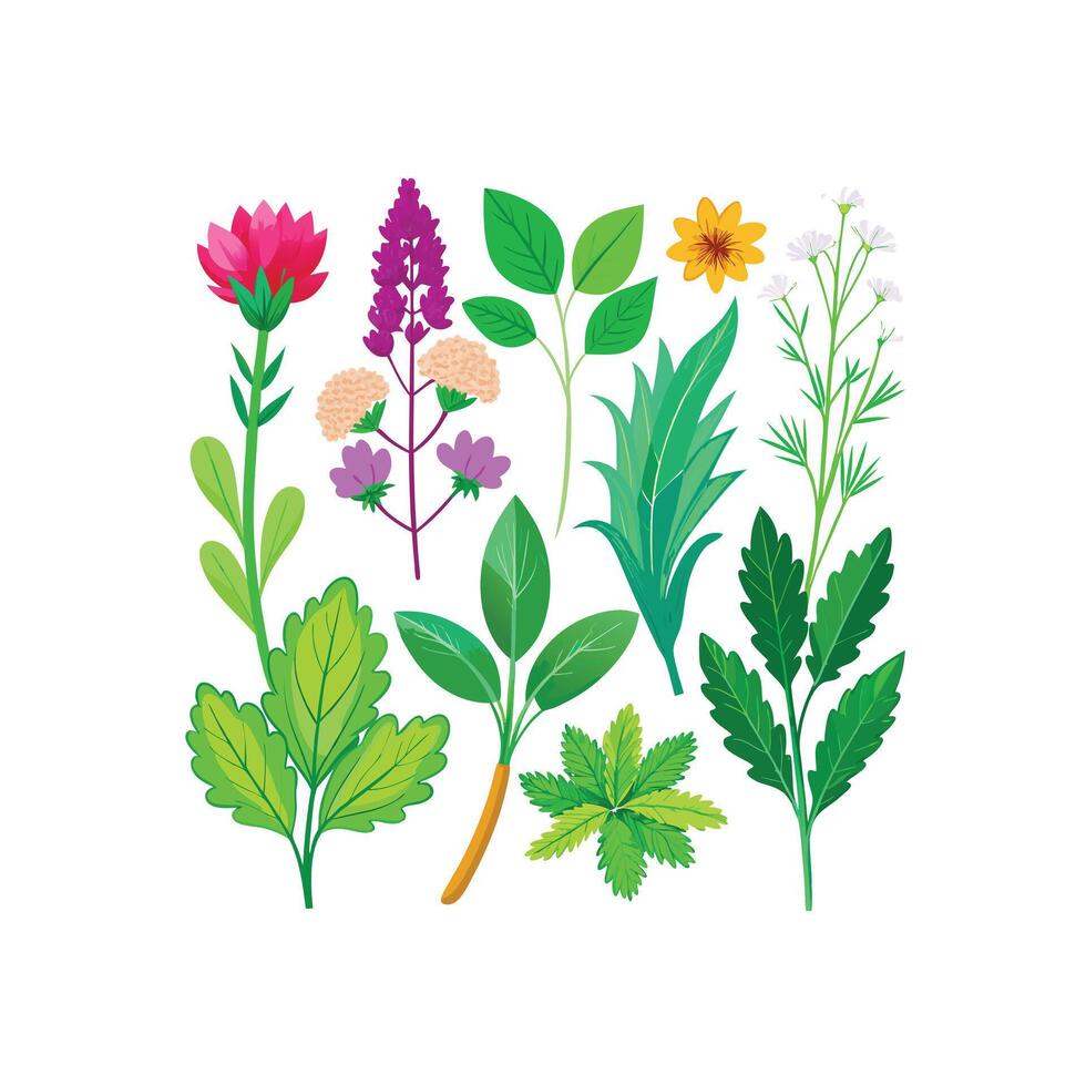 Realistic Beautiful Herbs Illustration vector