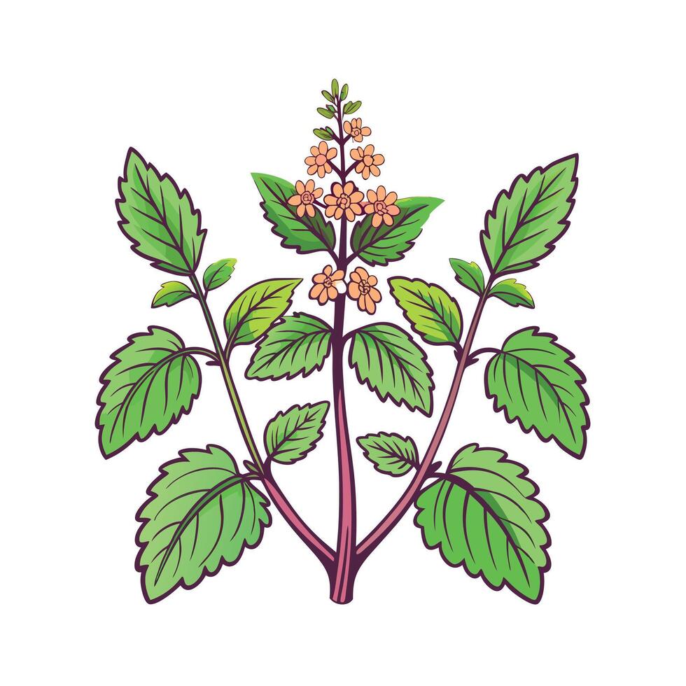 Realistic Beautiful Herbs Illustration vector
