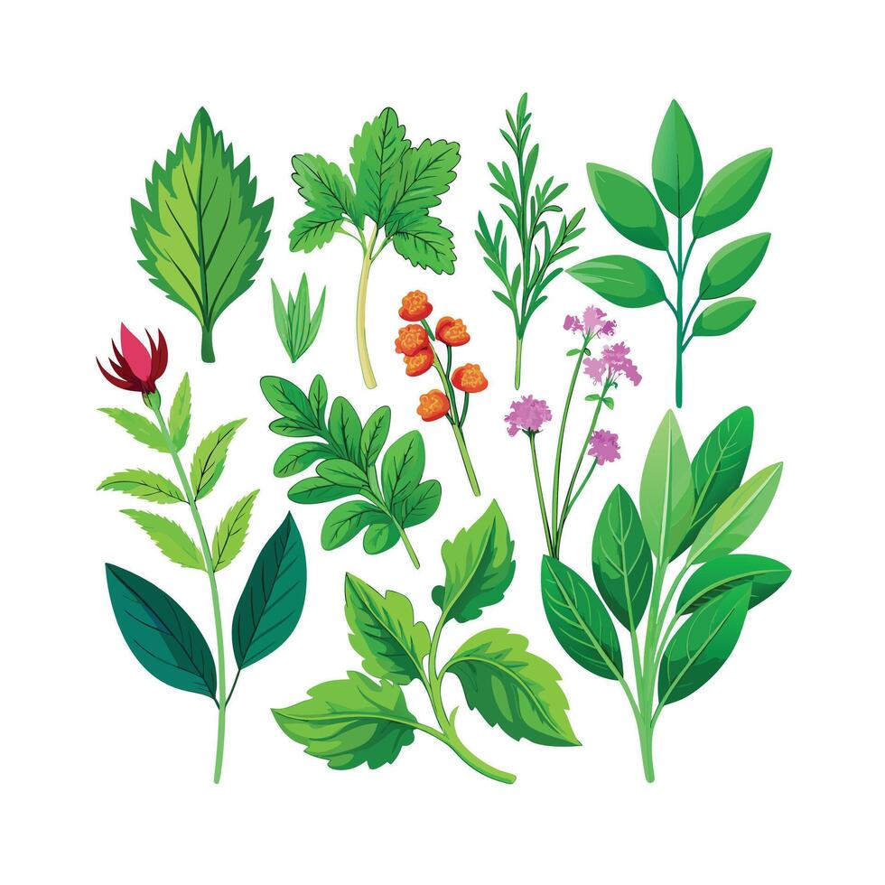 Realistic Beautiful Herbs Illustration vector