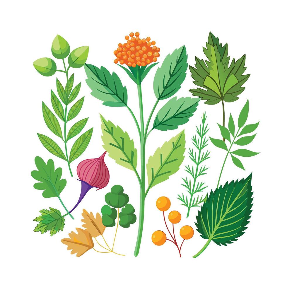 Realistic Beautiful Herbs Illustration vector