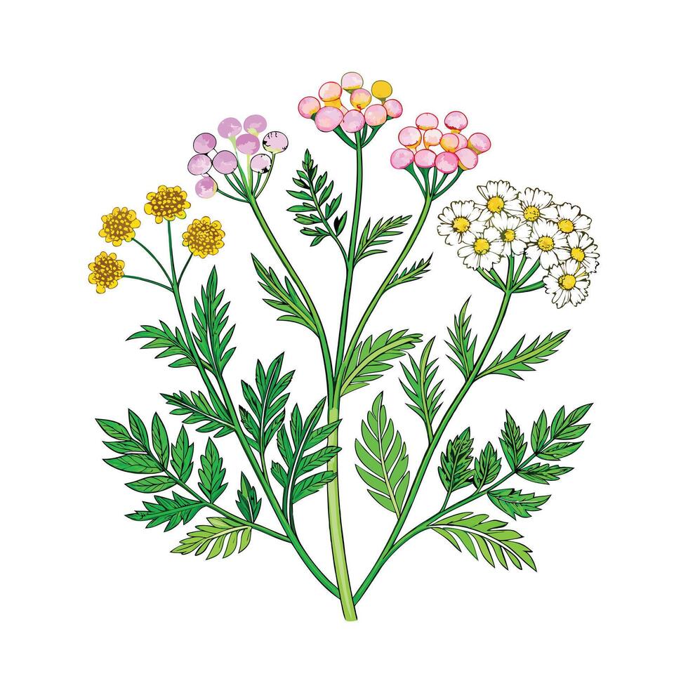 Realistic Beautiful Herbs Illustration vector