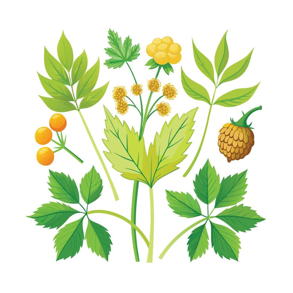 Realistic Beautiful Herbs Illustration vector