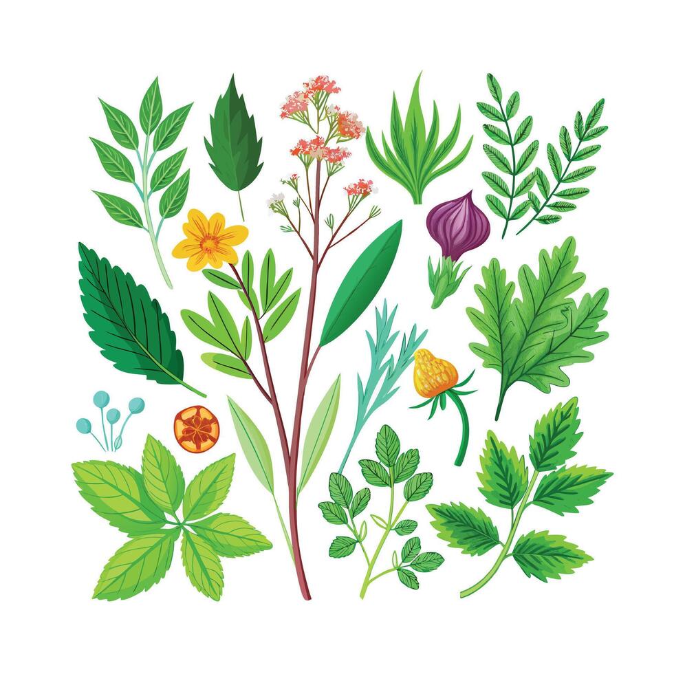 Realistic Beautiful Herbs Illustration vector