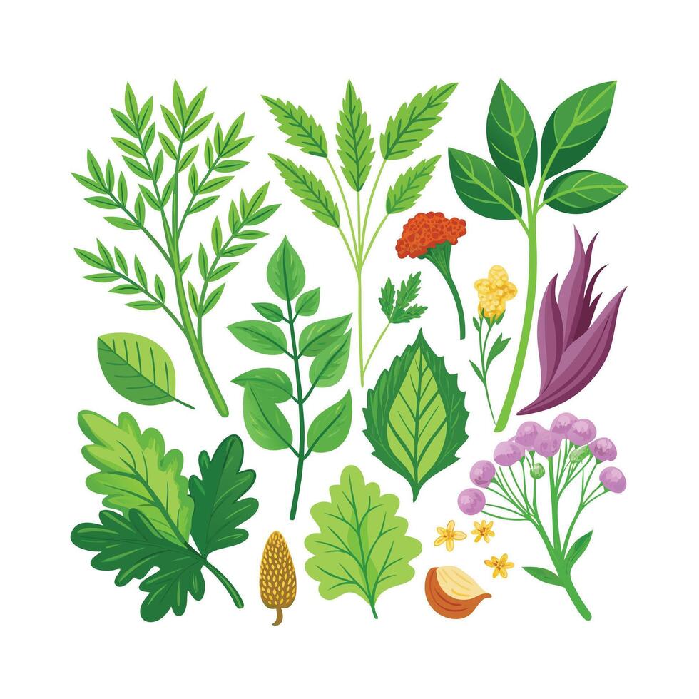 Realistic Beautiful Herbs Illustration vector