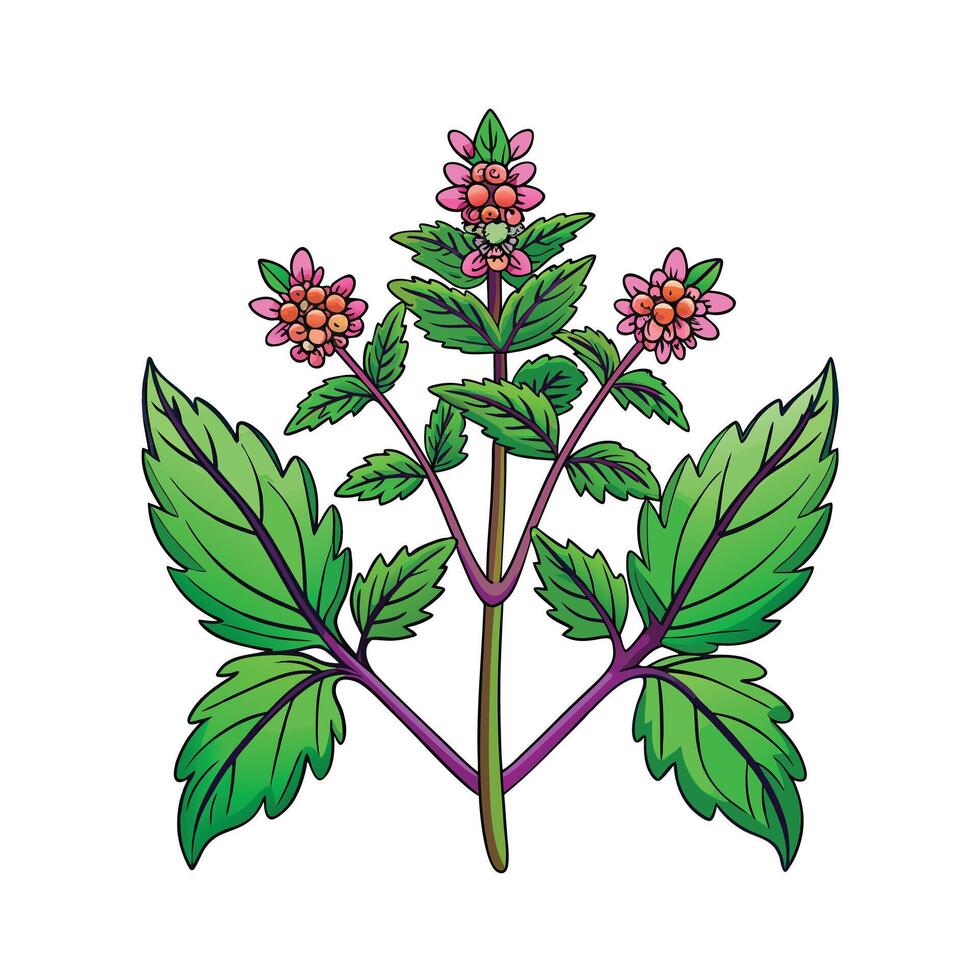 Realistic Beautiful Herbs Illustration vector