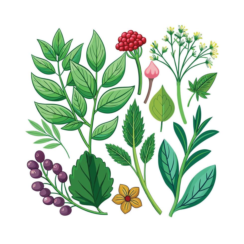 Realistic Beautiful Herbs Illustration vector
