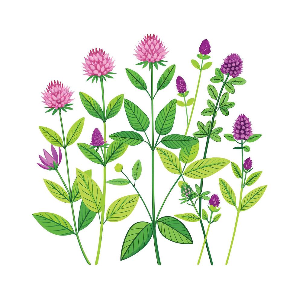 Realistic Beautiful Herbs Illustration vector