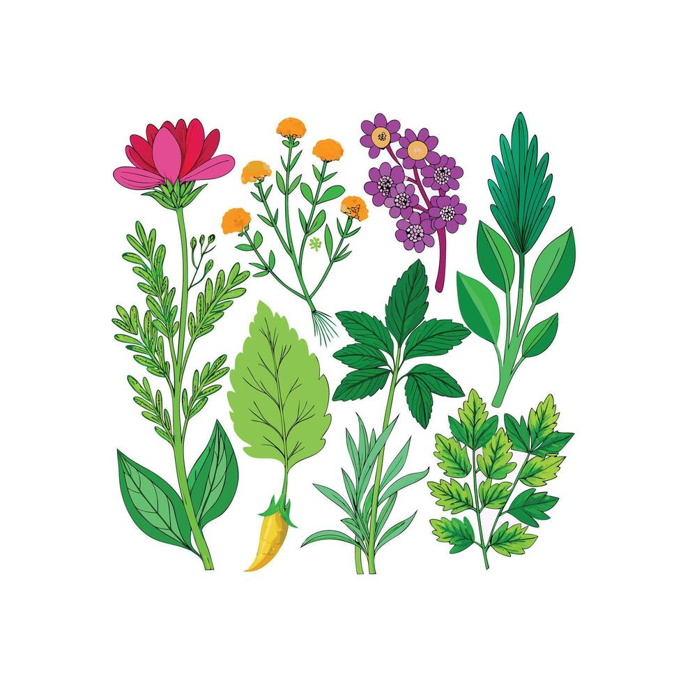 Realistic Beautiful Herbs Illustration vector
