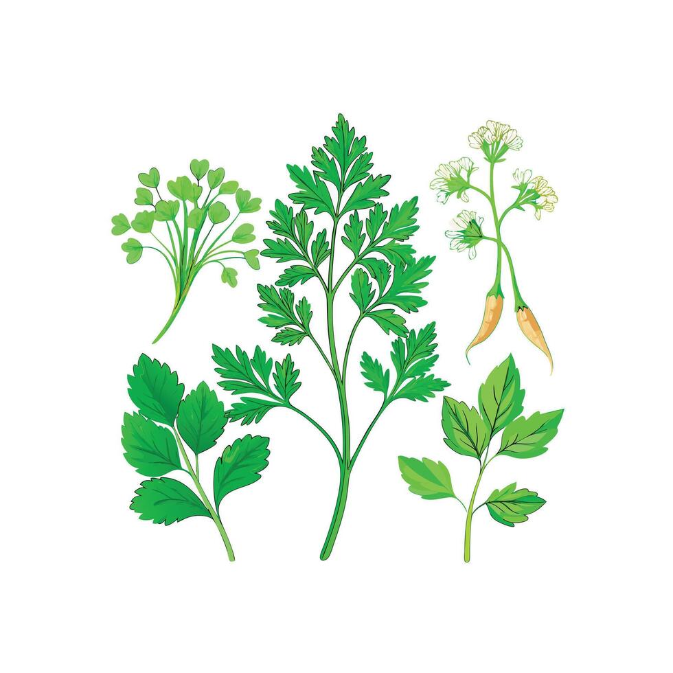 Realistic Beautiful Herbs Illustration vector