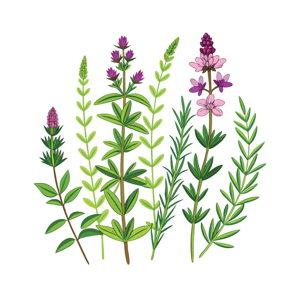 Realistic Beautiful Herbs Illustration vector