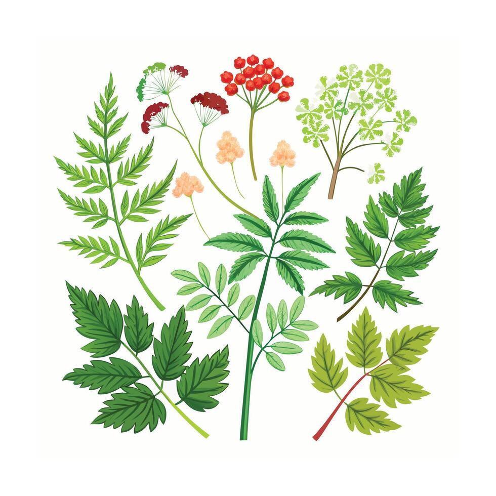Realistic Beautiful Herbs Illustration vector