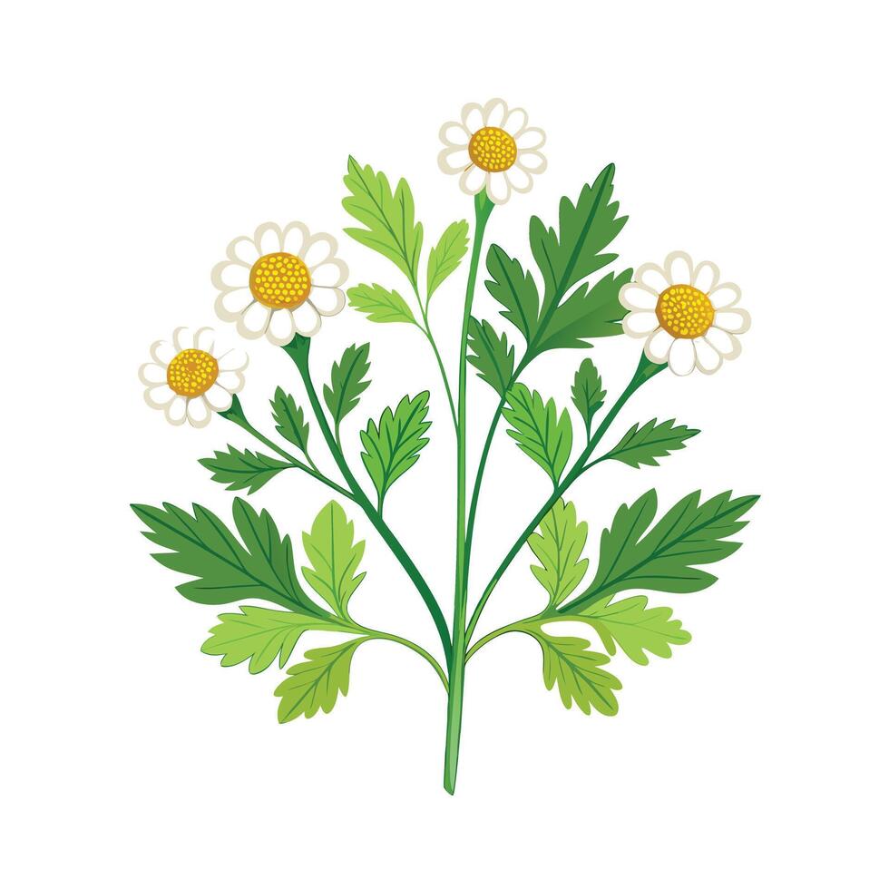 Realistic Beautiful Herbs Illustration vector