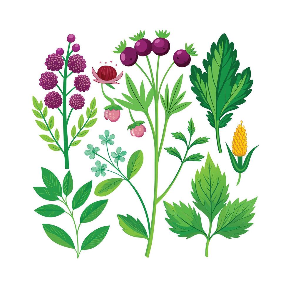 Realistic Beautiful Herbs Illustration vector
