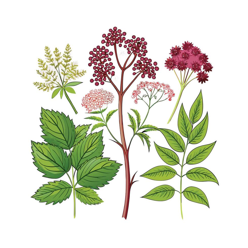 Realistic Beautiful Herbs Illustration vector