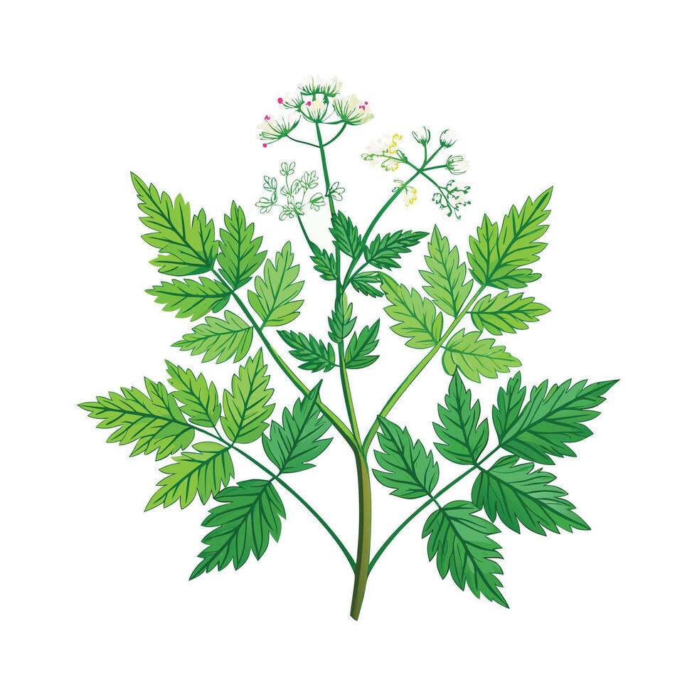 Realistic Beautiful Herbs Illustration vector