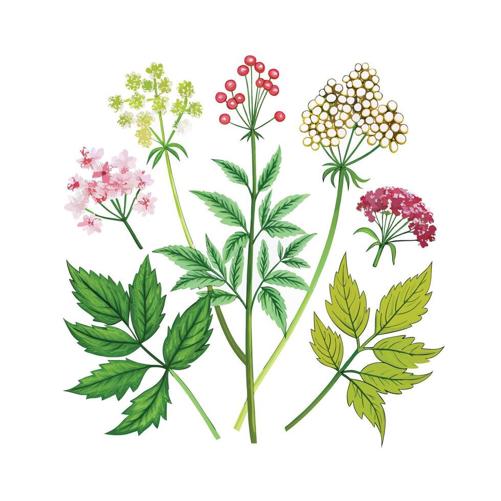 Realistic Beautiful Herbs Illustration vector