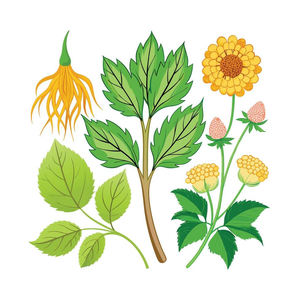 Realistic Beautiful Herbs Illustration vector