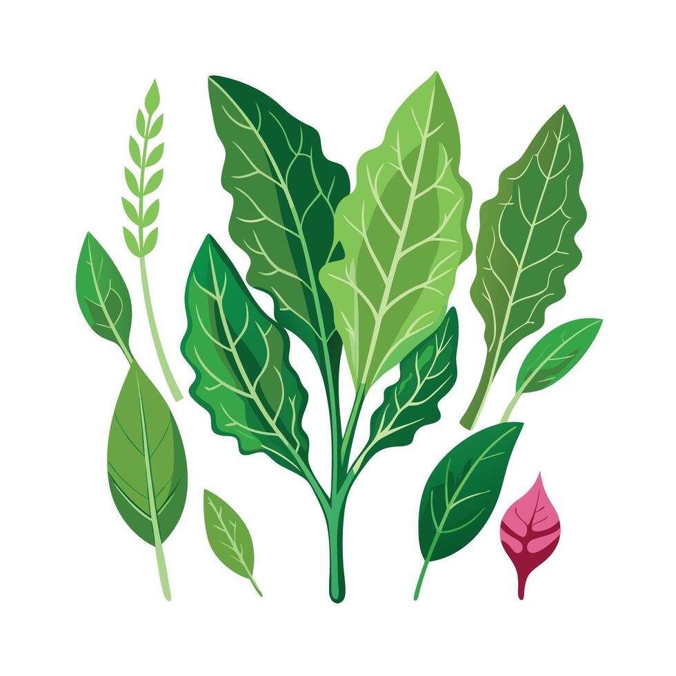Realistic Beautiful Herbs Illustration vector